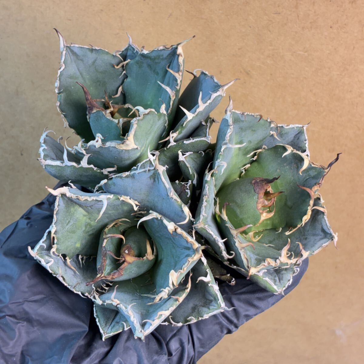 2026年最新】Yahoo!オークション -アガベ チタノタ 白鯨の中古品・新品