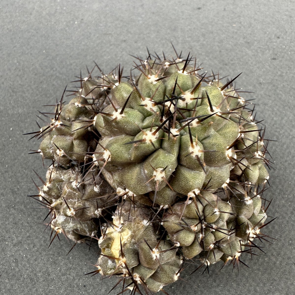 2026年最新】Yahoo!オークション -黒王丸(花、園芸)の中古品・新品・未