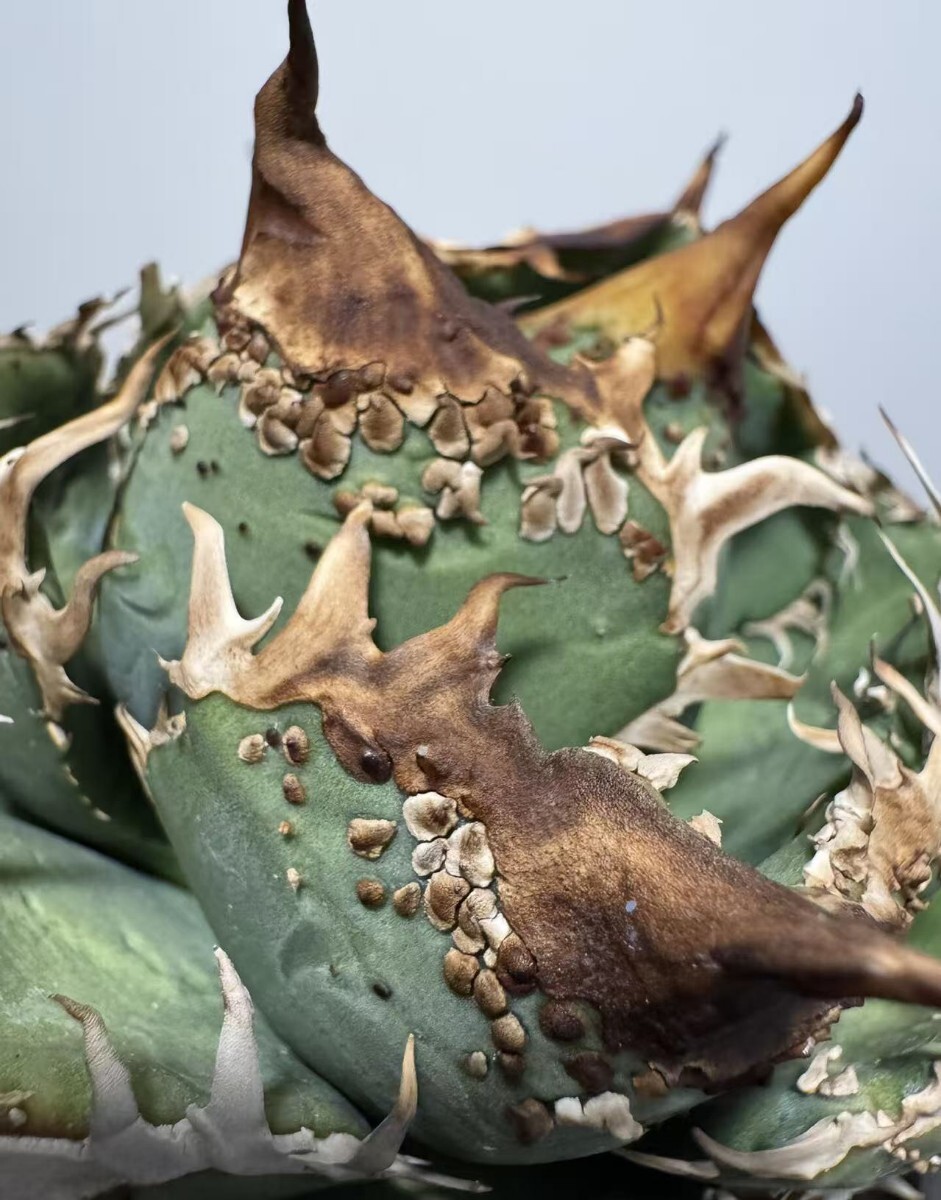 Yahoo!オークション -「アガベ チタノタ 麻花龍」(アガベ) (観葉植物