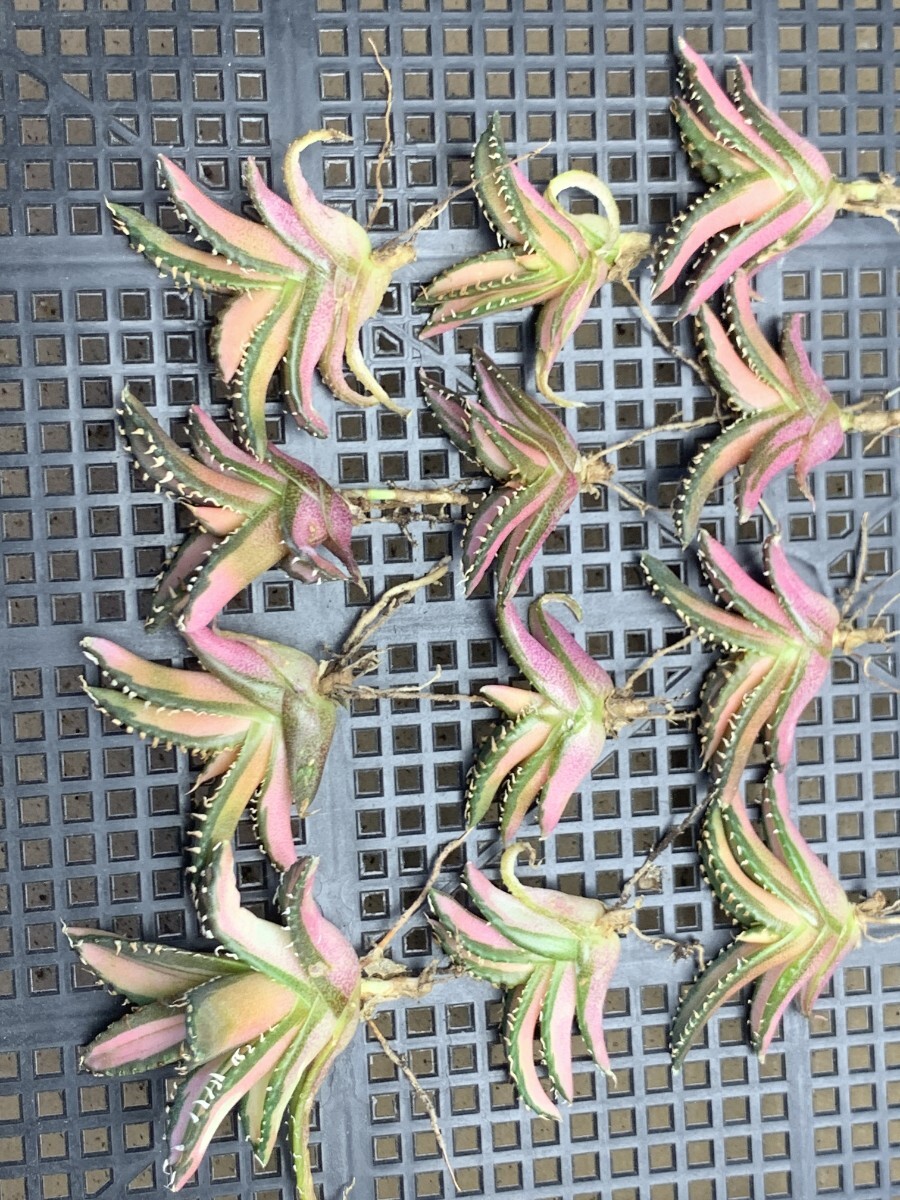 Yahoo!オークション -「アガベ 白豪刺」の落札相場・落札価格