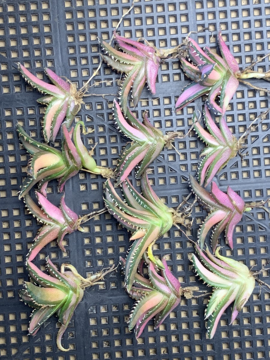 Yahoo!オークション -「アガベ 白豪刺」の落札相場・落札価格