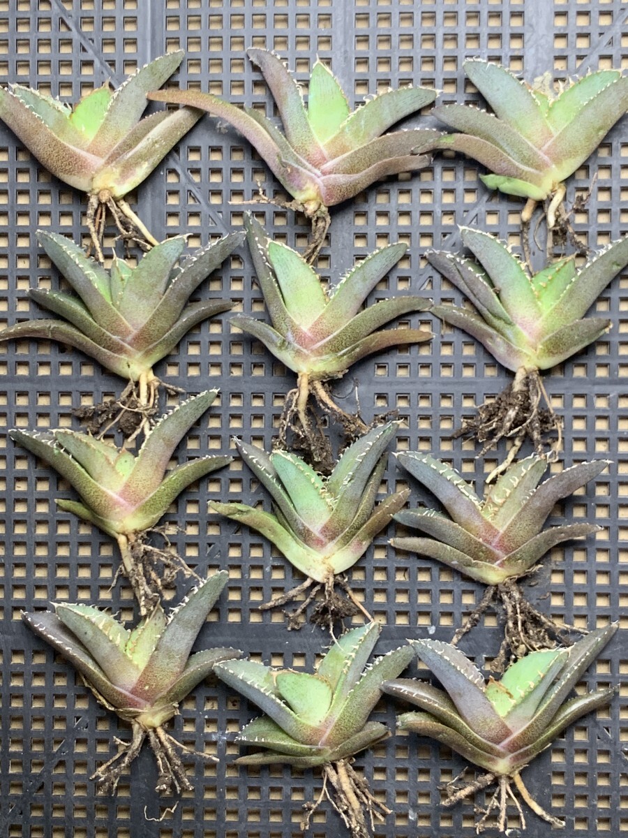 Yahoo!オークション -「アガベ チタノタ 麻花龍」(アガベ) (観葉植物