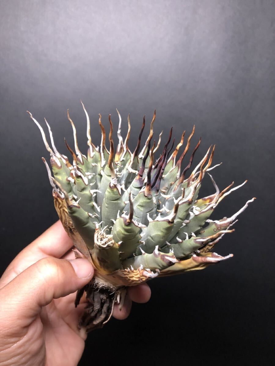 Yahoo!オークション -「アガベ ユタエンシス エボリスピナ」(観葉植物