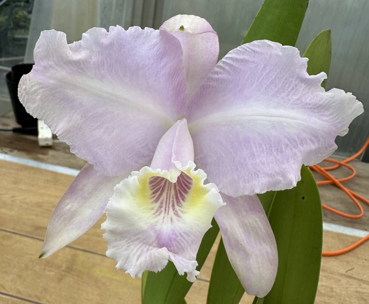 2026年最新】原種カトレアの商品一覧 - Yahoo!オークション