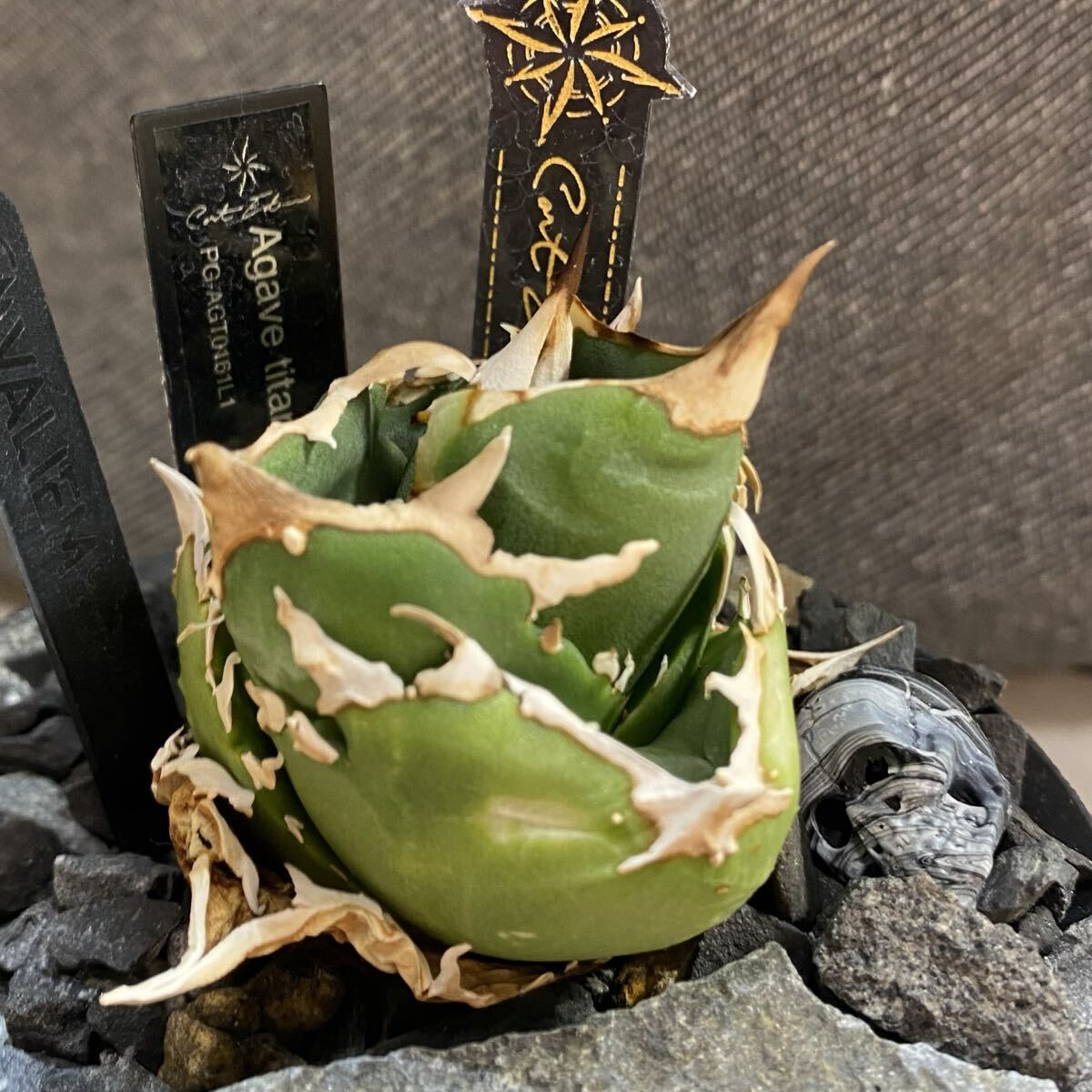 2026年最新】Yahoo!オークション -チタノタ アガベの中古品・新品・未