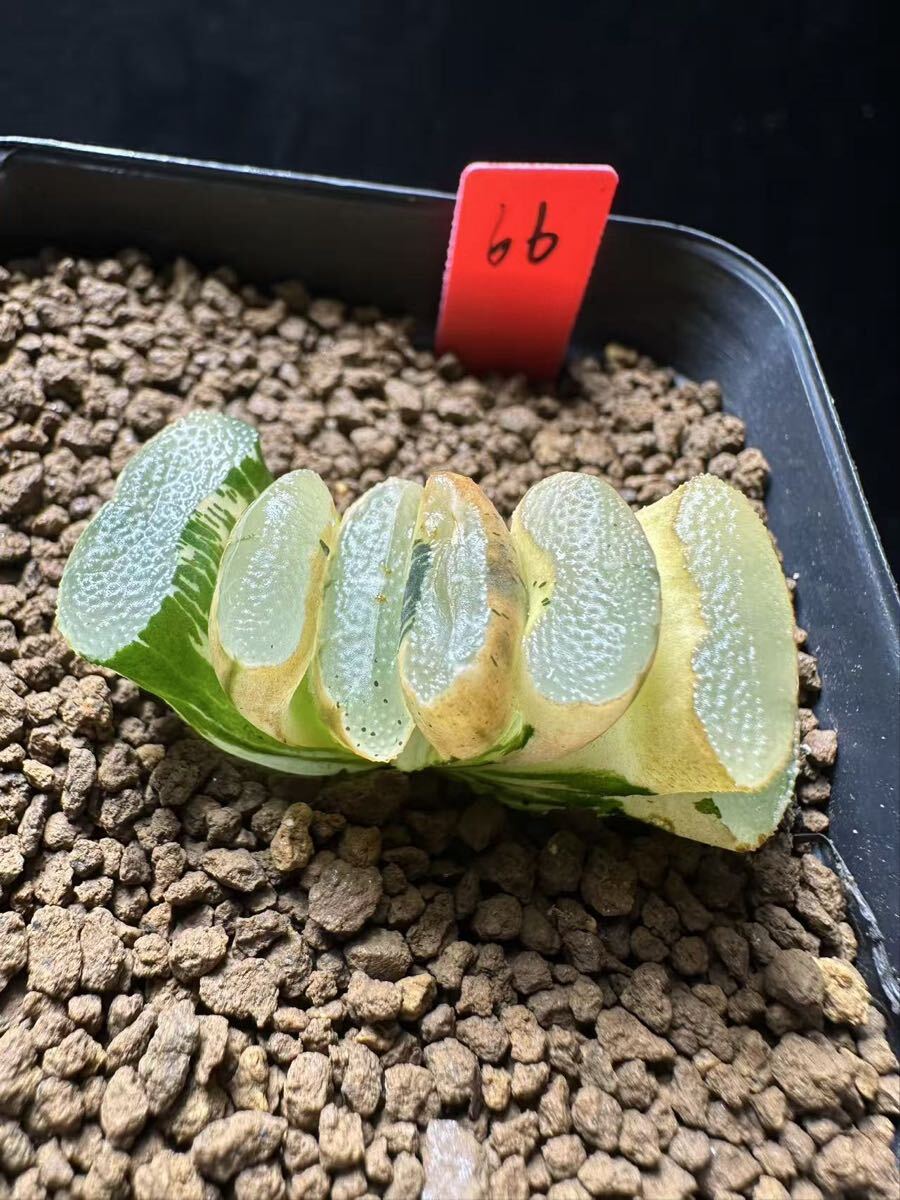 Yahoo!オークション - 多肉植物 ハオルチア 白狐伝錦 糊斑 自家繁殖