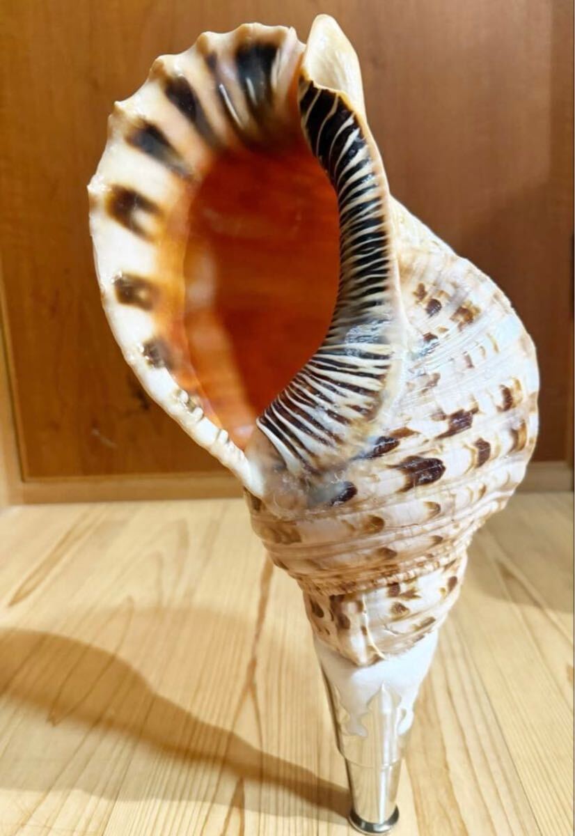 Yahoo!オークション -「山伏 法螺貝」の落札相場・落札価格