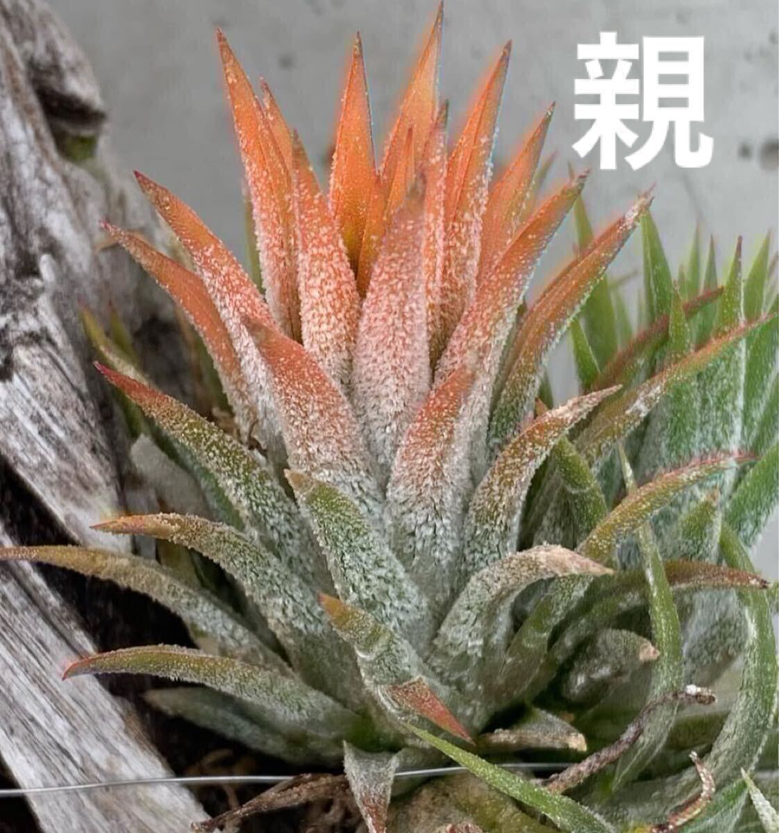 Yahoo!オークション - Tillandsia permutata(Tillandsia capillaris)
