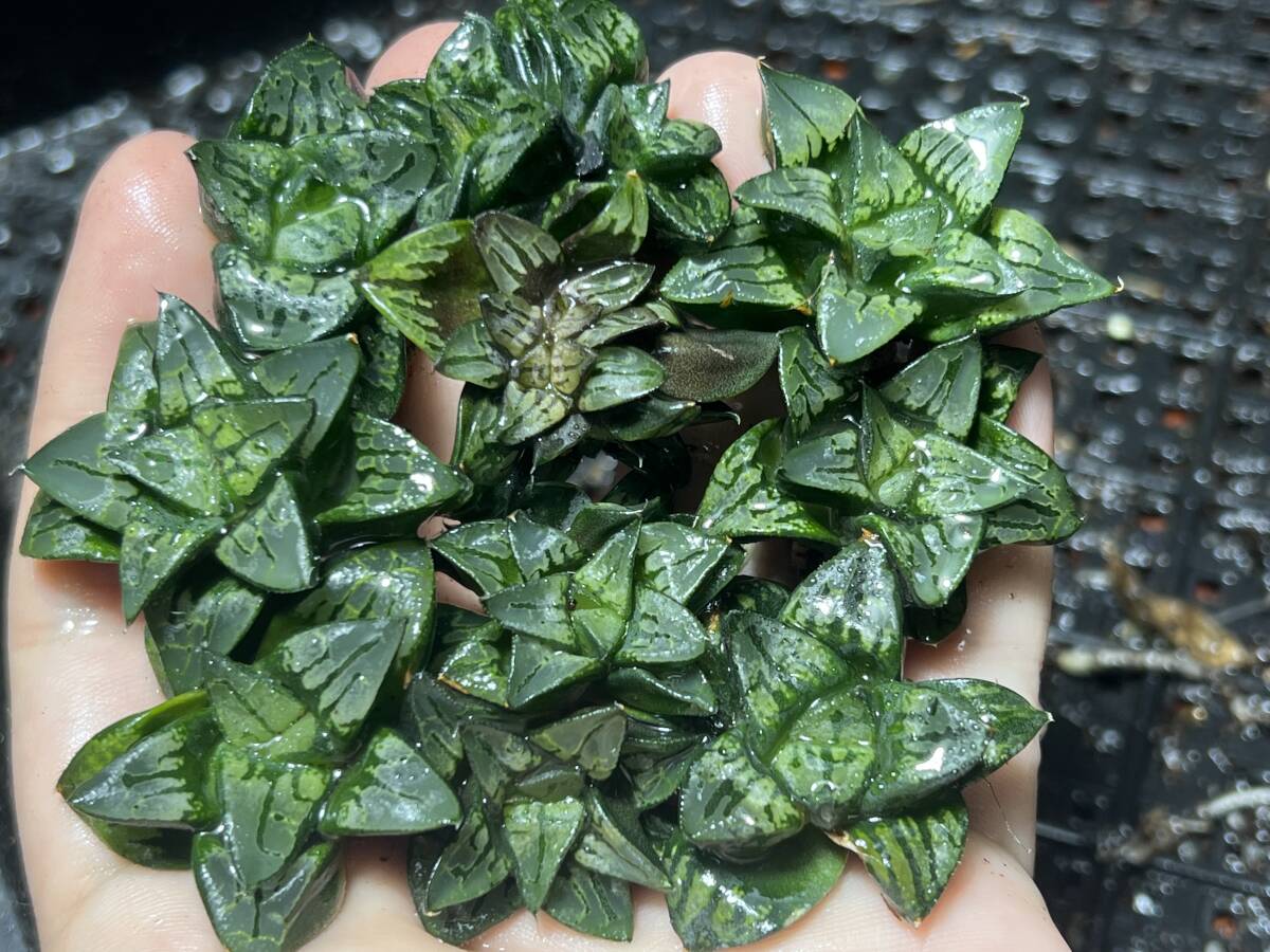 Yahoo!オークション -「ハオルチア 白蛇伝」の落札相場・落札価格