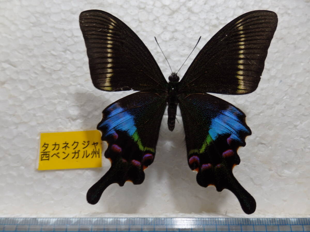 2026年最新】アゲハ標本の魅力的な商品を探す - Yahoo!オークション