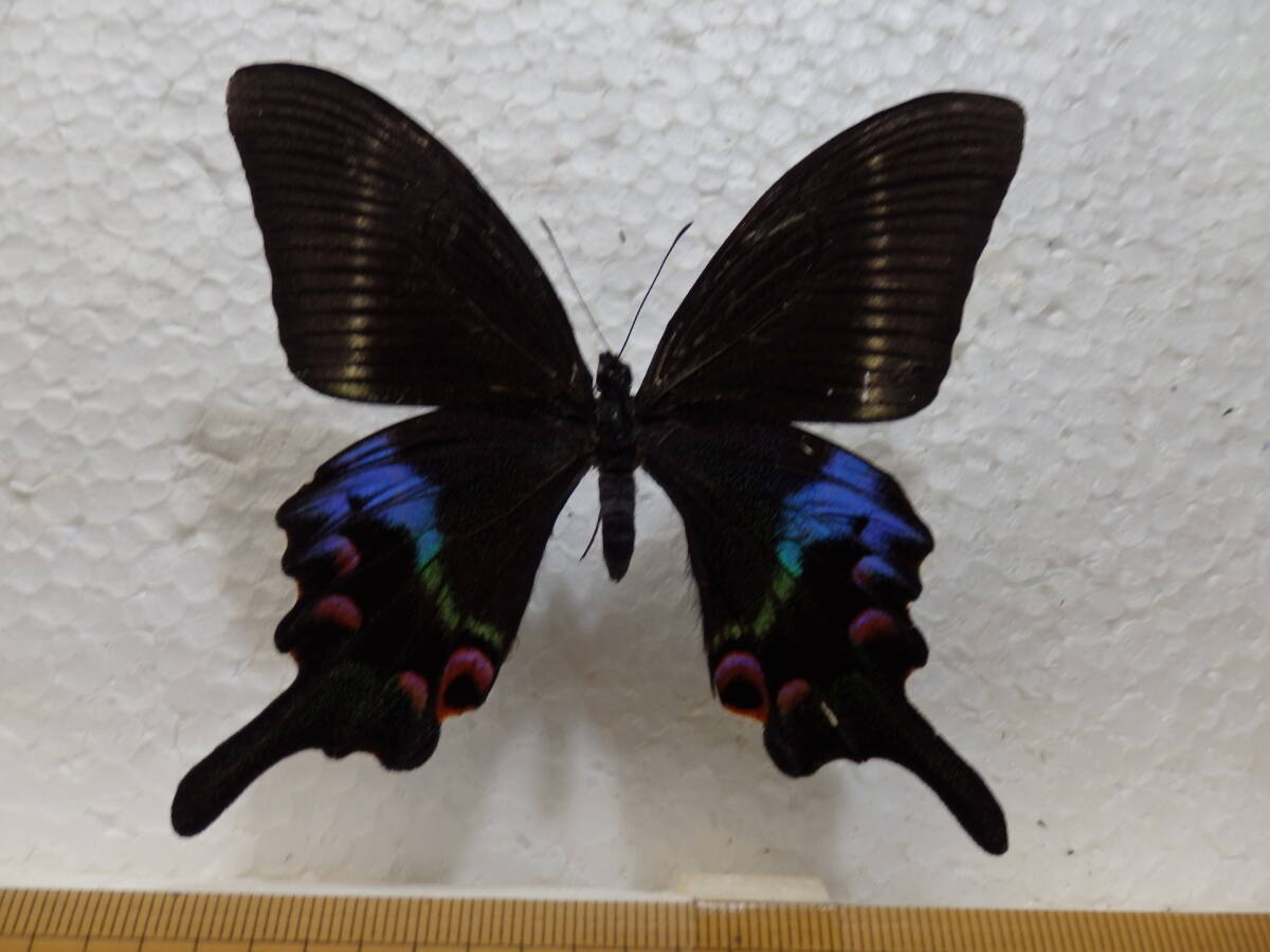 Yahoo!オークション -「クジャクアゲハ」の落札相場・落札価格