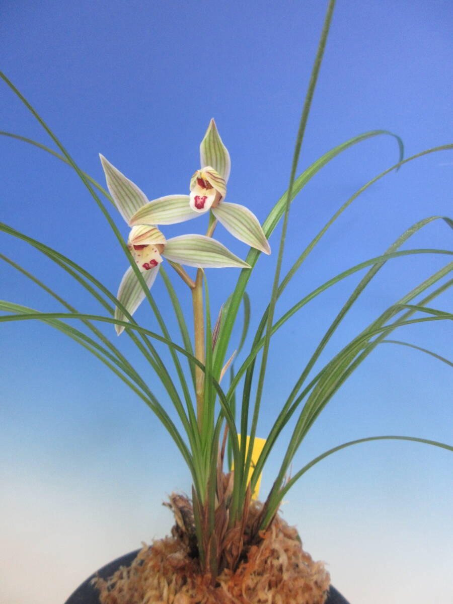 Yahoo!オークション -「蘭万園」の落札相場・落札価格