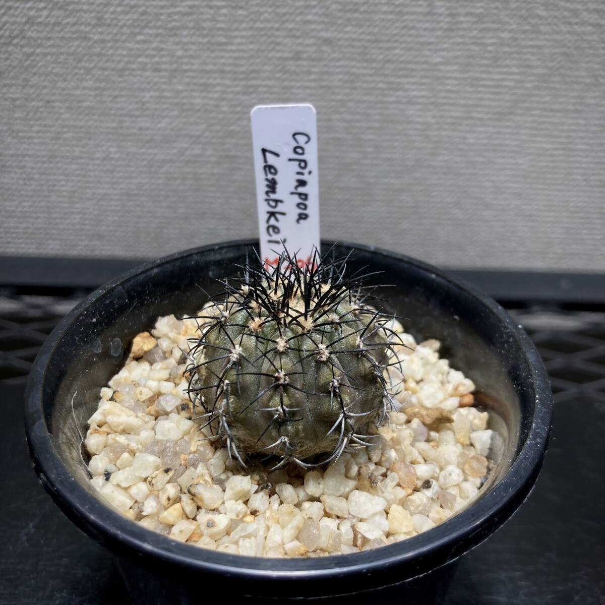 2026年最新】Yahoo!オークション -黒王丸(花、園芸)の中古品・新品・未