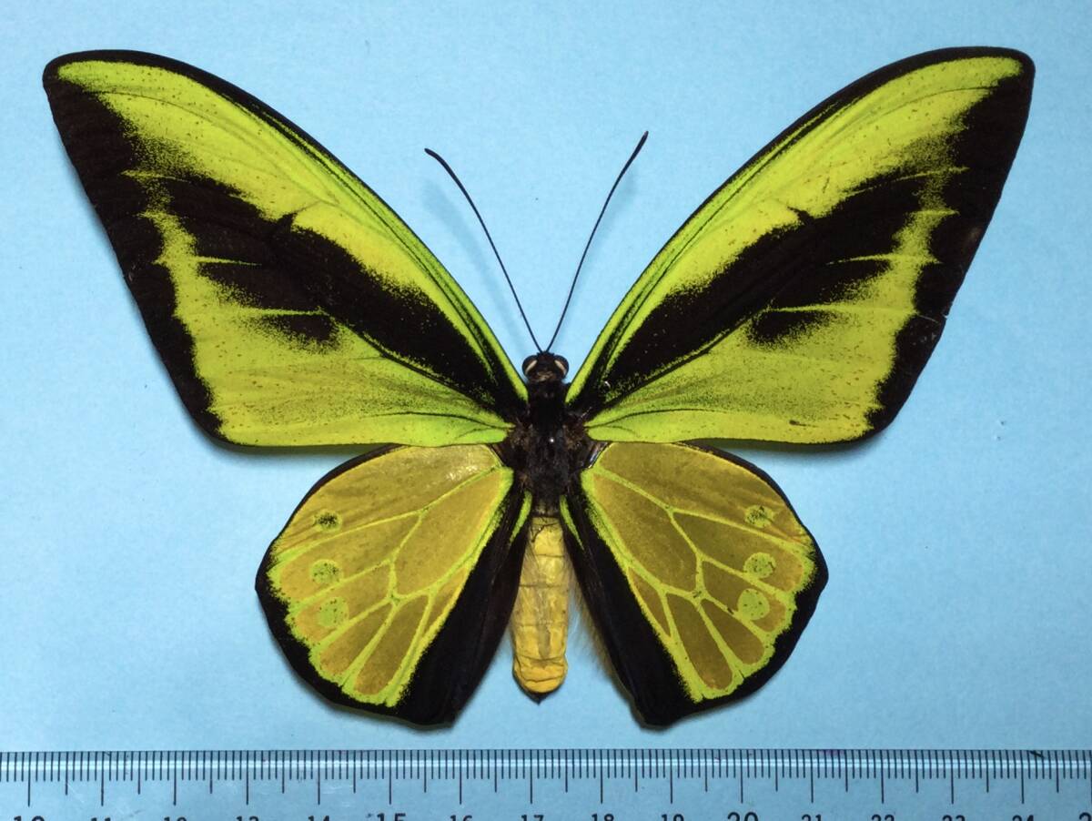 2026年最新】Yahoo!オークション -トリバネアゲハ 標本の中古品・新品