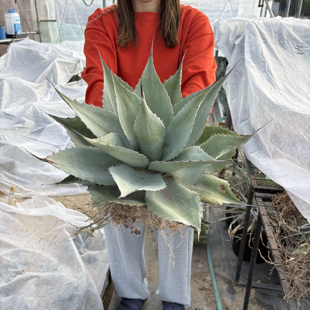 2026年最新】Yahoo!オークション -アガベ オバティフォリアの中古品