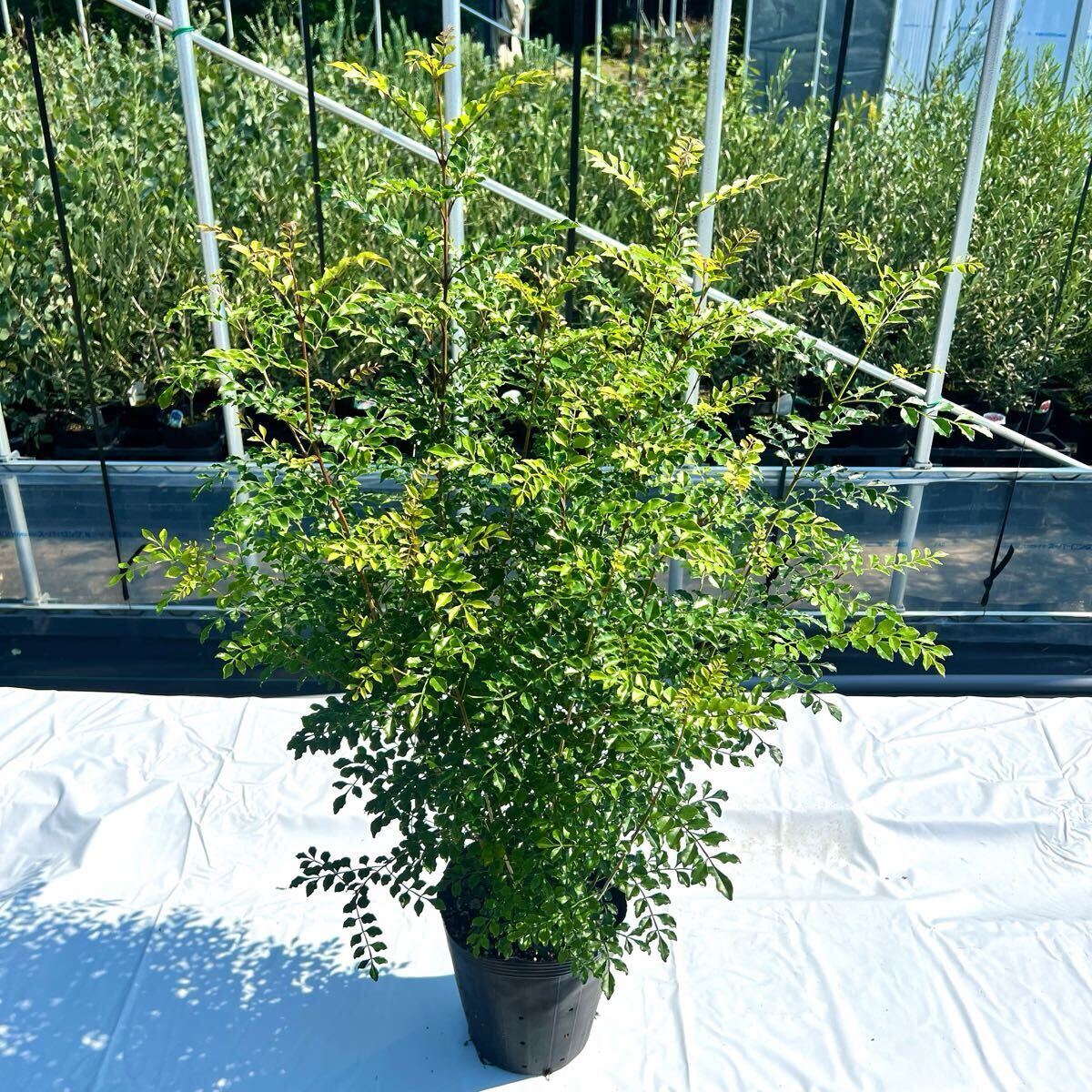 2026年最新】Yahoo!オークション -シマトネリコの中古品・新品・未使用