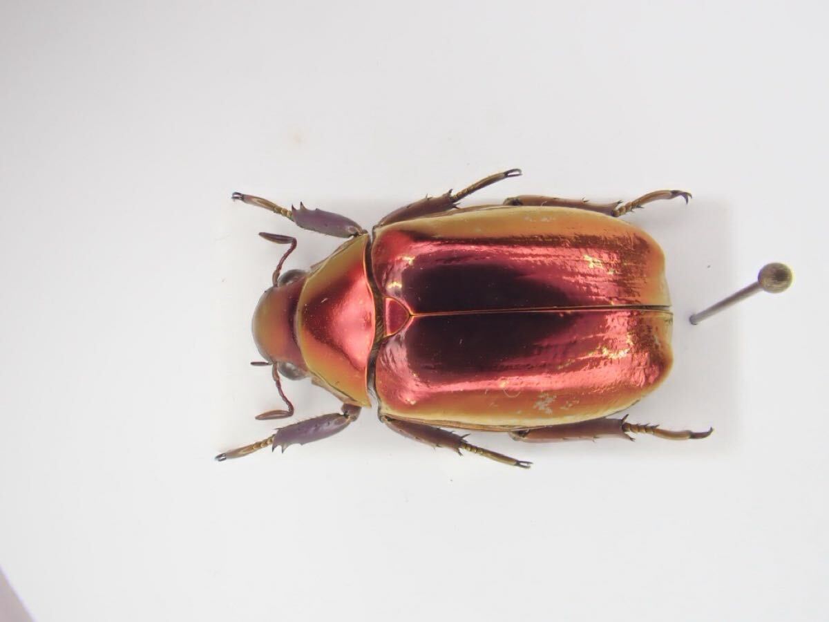 Yahoo!オークション -「プラチナコガネ」の落札相場・落札価格