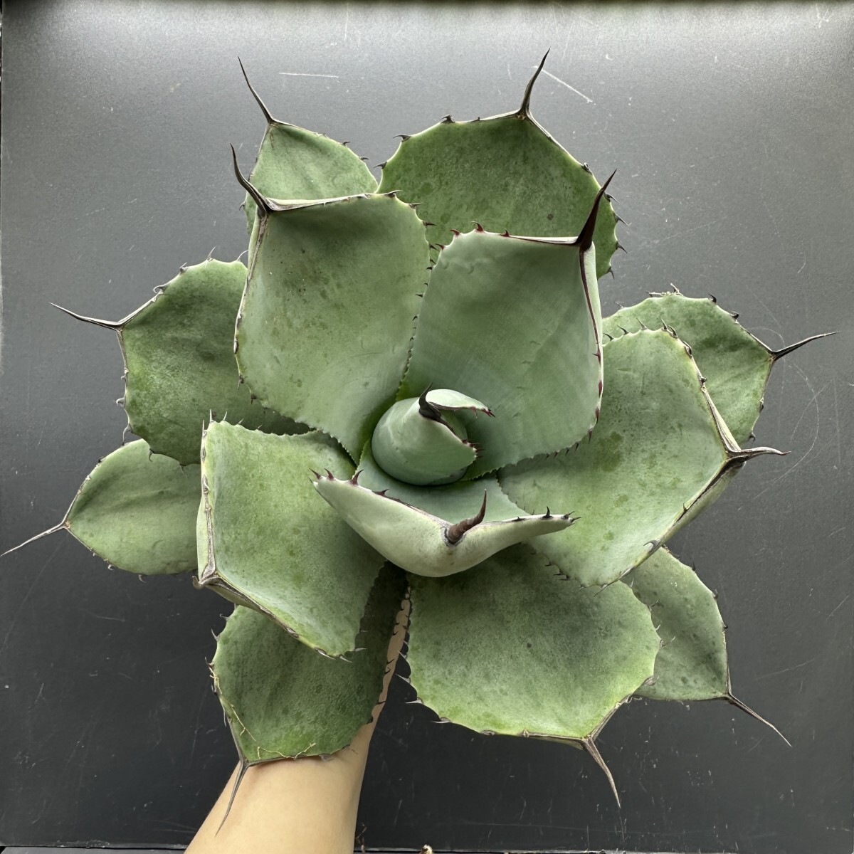 Yahoo!オークション -「アガベ パリー トランカータ」(観葉植物) の