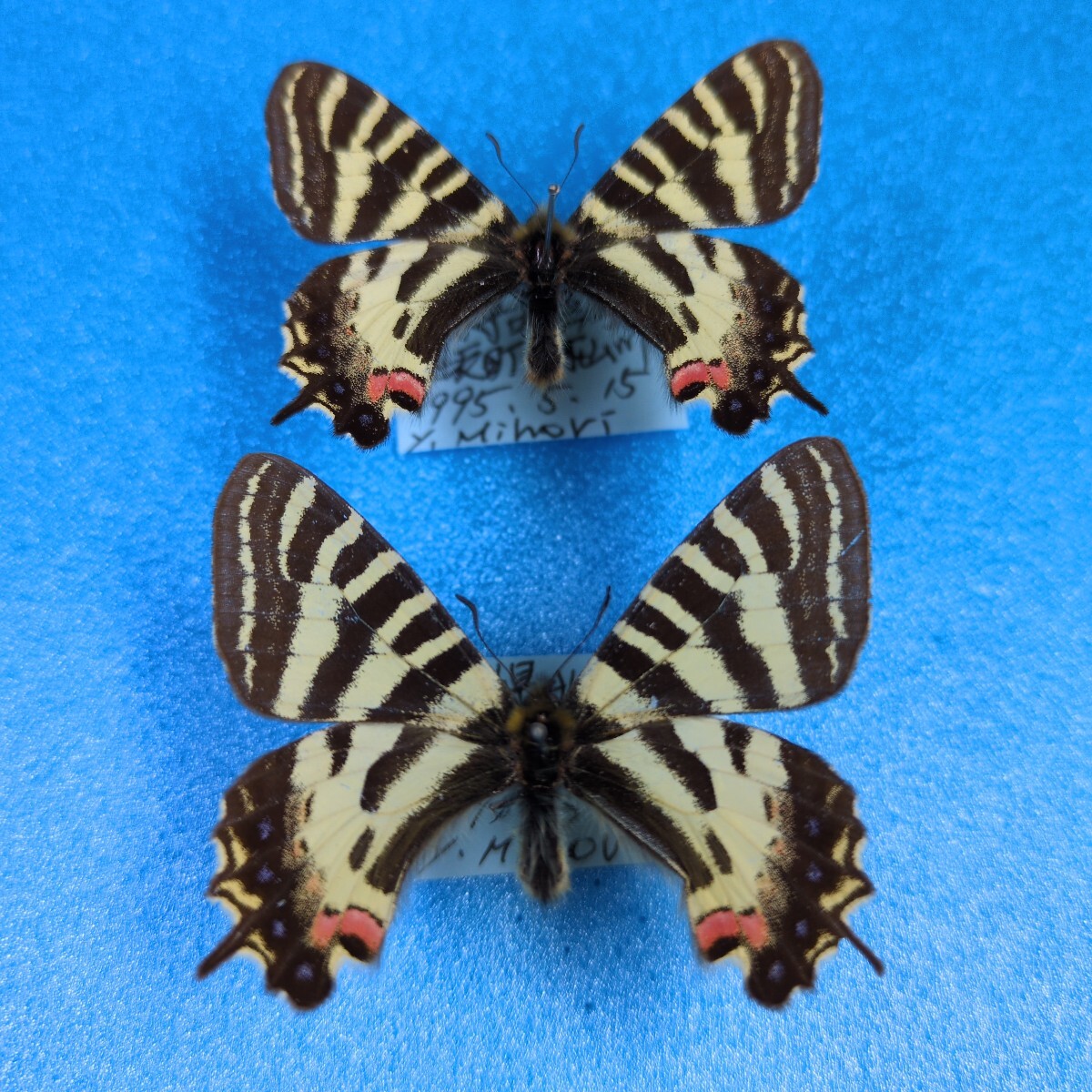 2026年最新】国産の蝶の標本や貴重な自然の魅力！魅力的な商品を探そう