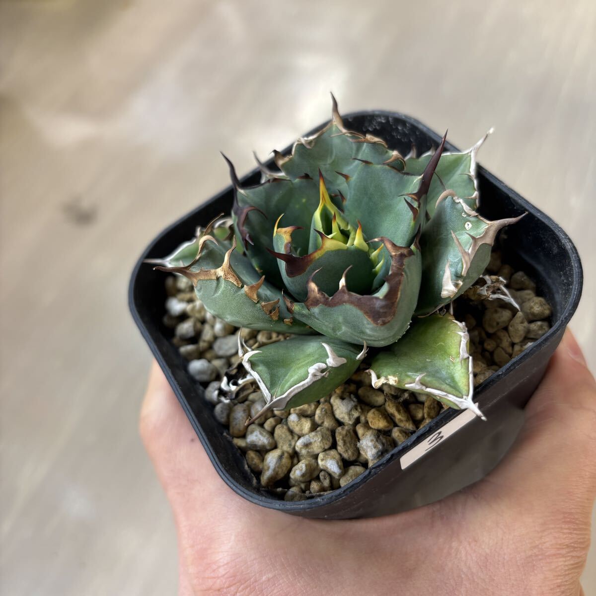 2026年最新】Yahoo!オークション -アガベ(サボテン)の中古品・新品・未