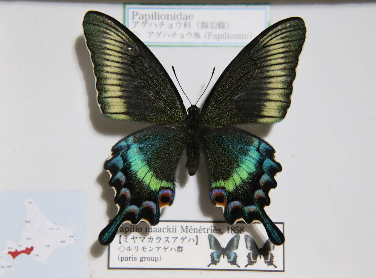 2026年最新】アゲハ標本の魅力的な商品を探す - Yahoo!オークション