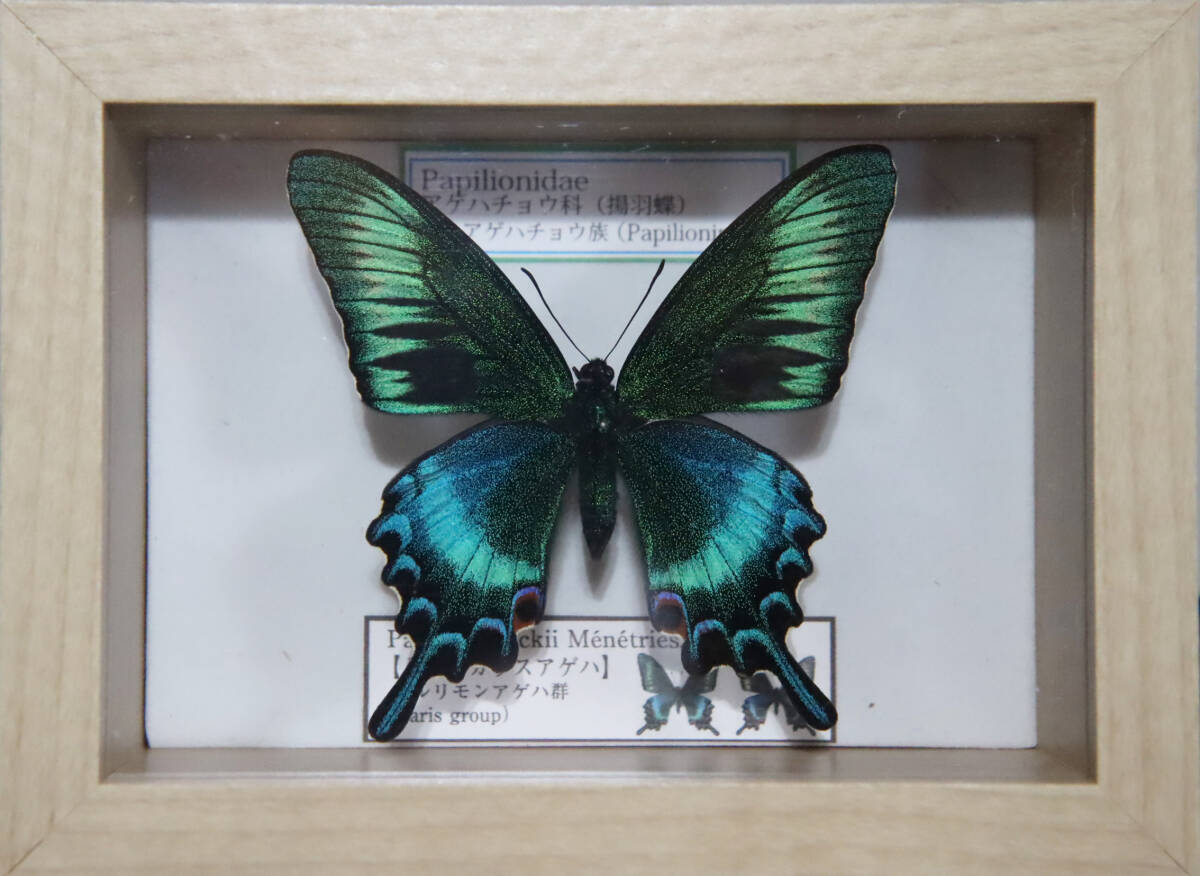 2026年最新】美しい蝶の標本が見つかる！コレクター向け商品が充実