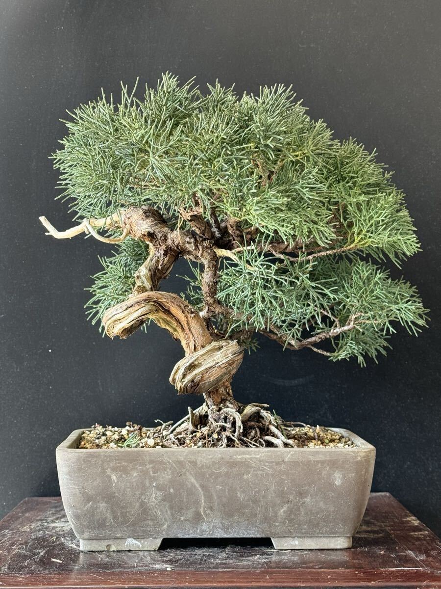 2026年最新】真柏盆栽の人気商品を見つけよう - Yahoo!オークション