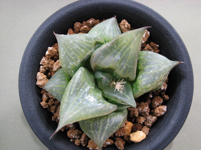 Yahoo!オークション -「ハオルチア 裏般若」の落札相場・落札価格