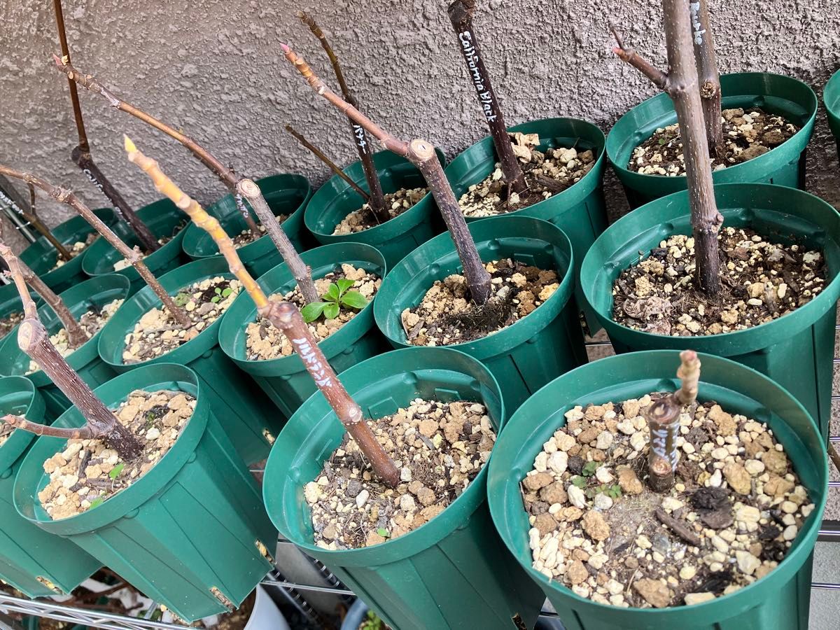 Das Far La Figuera 挿木苗 イチジク｜Yahoo!フリマ（旧PayPayフリマ）