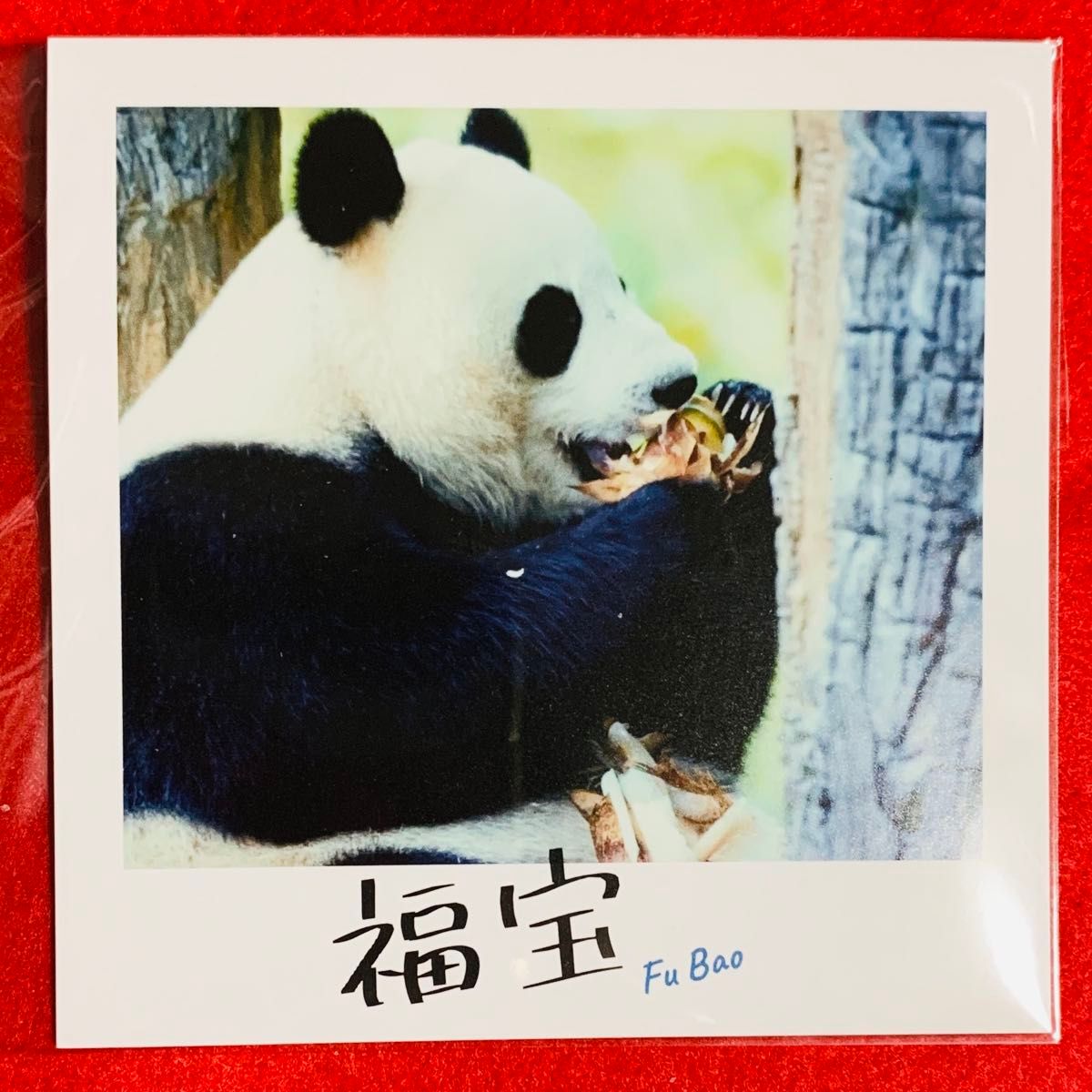 映画 パンダのすごい世界 入場者特典 チェキ風カード｜Yahoo!フリマ