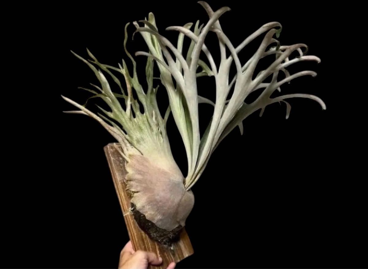 ビカクシダ 育苗トレー入り12個セット②｜Yahoo!フリマ（旧PayPayフリマ）