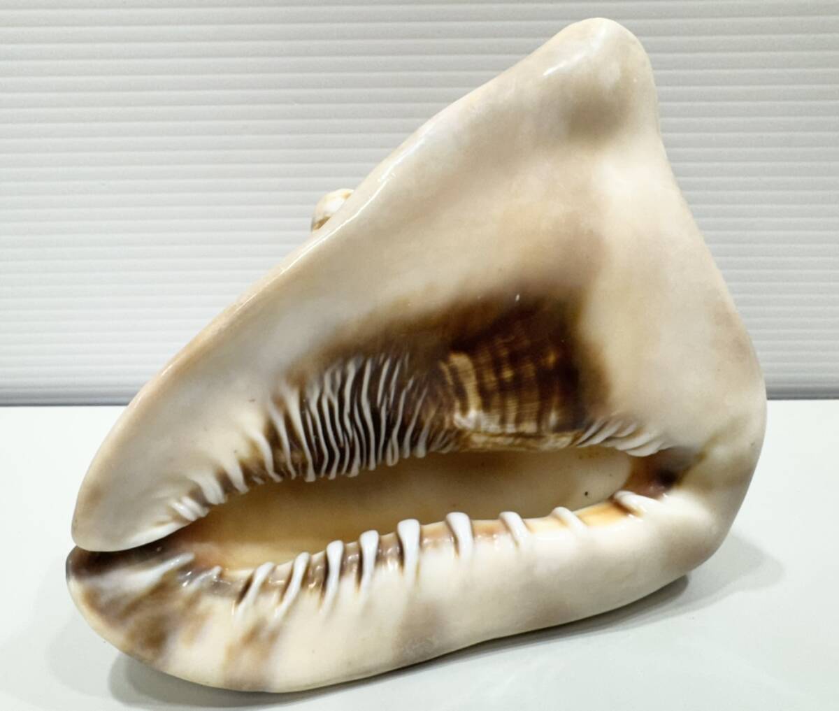 希少 マッコウクジラ 歯 372g 希少 マッコウクジラ 歯 372g 希少