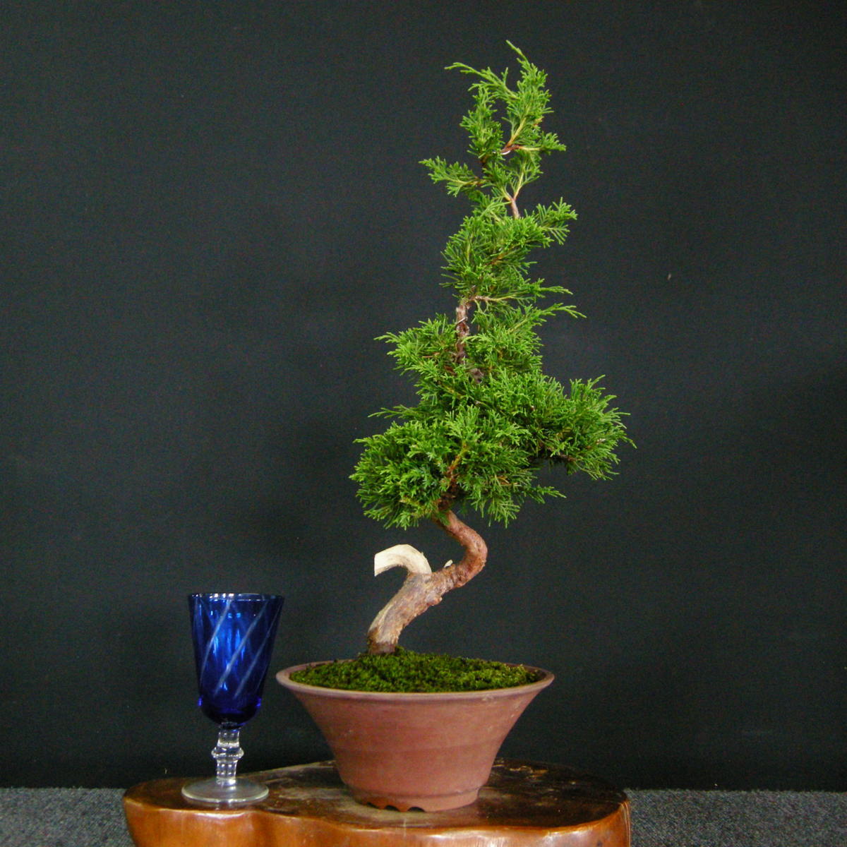 黒松 黒松盆栽 / 赤松 五葉松 真柏 糸魚川 盆栽鉢(松)｜売買された
