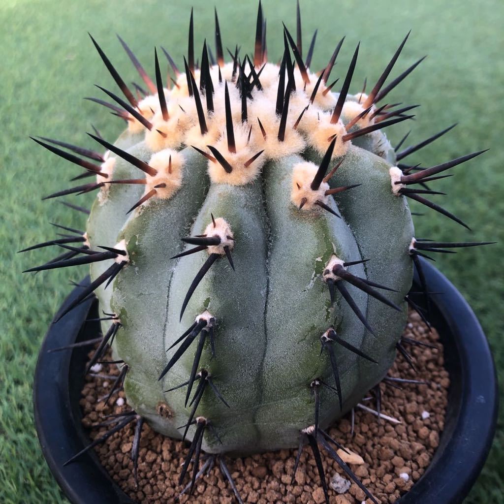 大きめコピアポアシネレア 国王丸 Copiapoa cinerea コピアポア