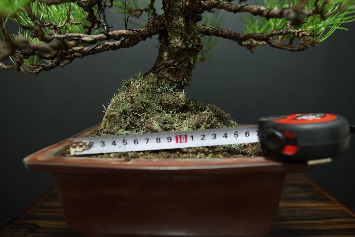 黒松 黒松盆栽 / 赤松 五葉松 真柏 糸魚川 盆栽鉢(松)｜売買された