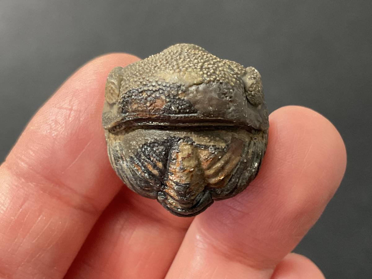 リードプス [PH101] 三葉虫 化石 ファコプス 防御態勢 希少 レア