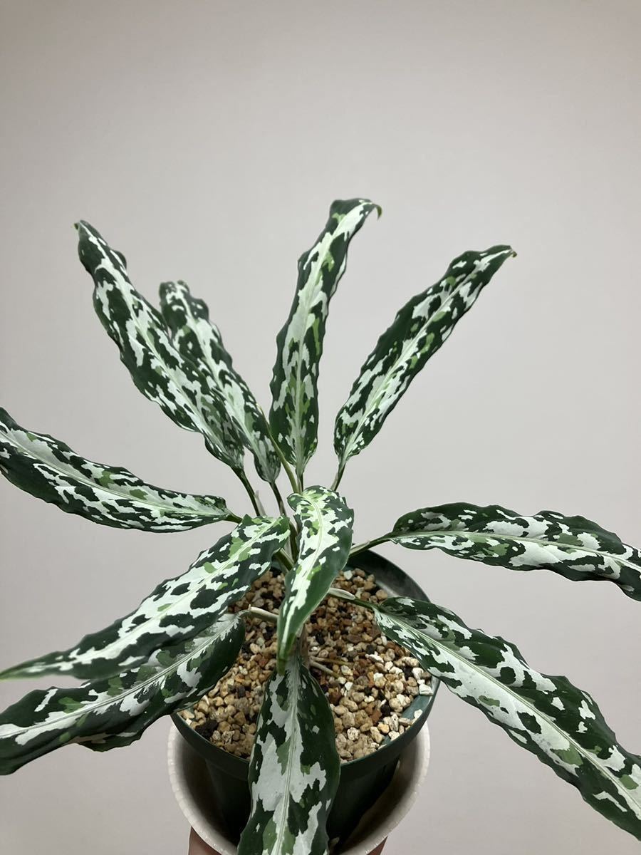 Yahoo!オークション - 妖鳥 LA便ネームド アグラオネマ ピクタム Agla