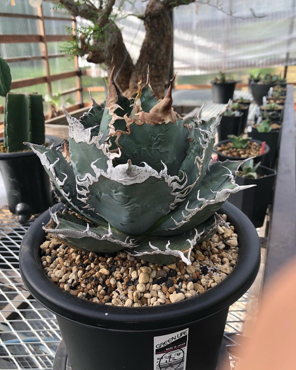 Yahoo!オークション - 【超希少特選子株】悪魔くん バケモノ スーパー