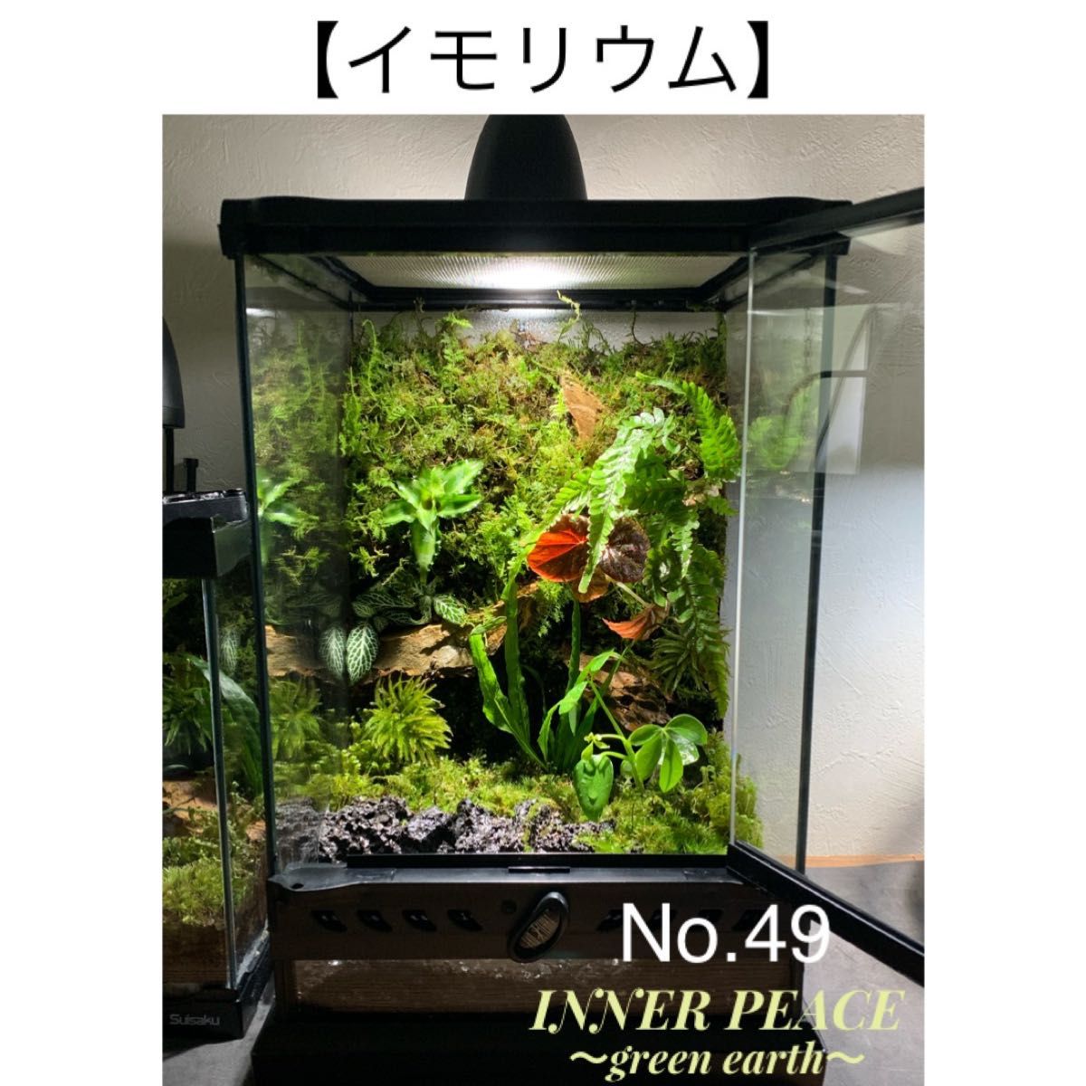 No 49 イモリウム カエルリウム 苔アート 苔テラリウム テラリウム