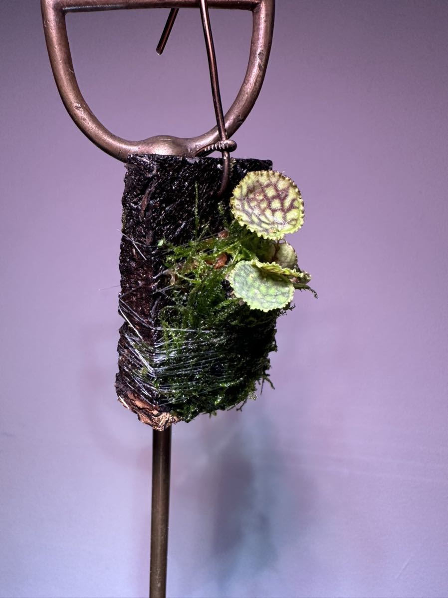 Lepanthes calodictyonレパンテス・カロディクティオン 人気種