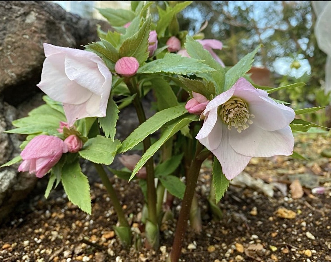 Yahoo!オークション - 0115−6 クリスマスローズ'ヨシノ' レアプラン