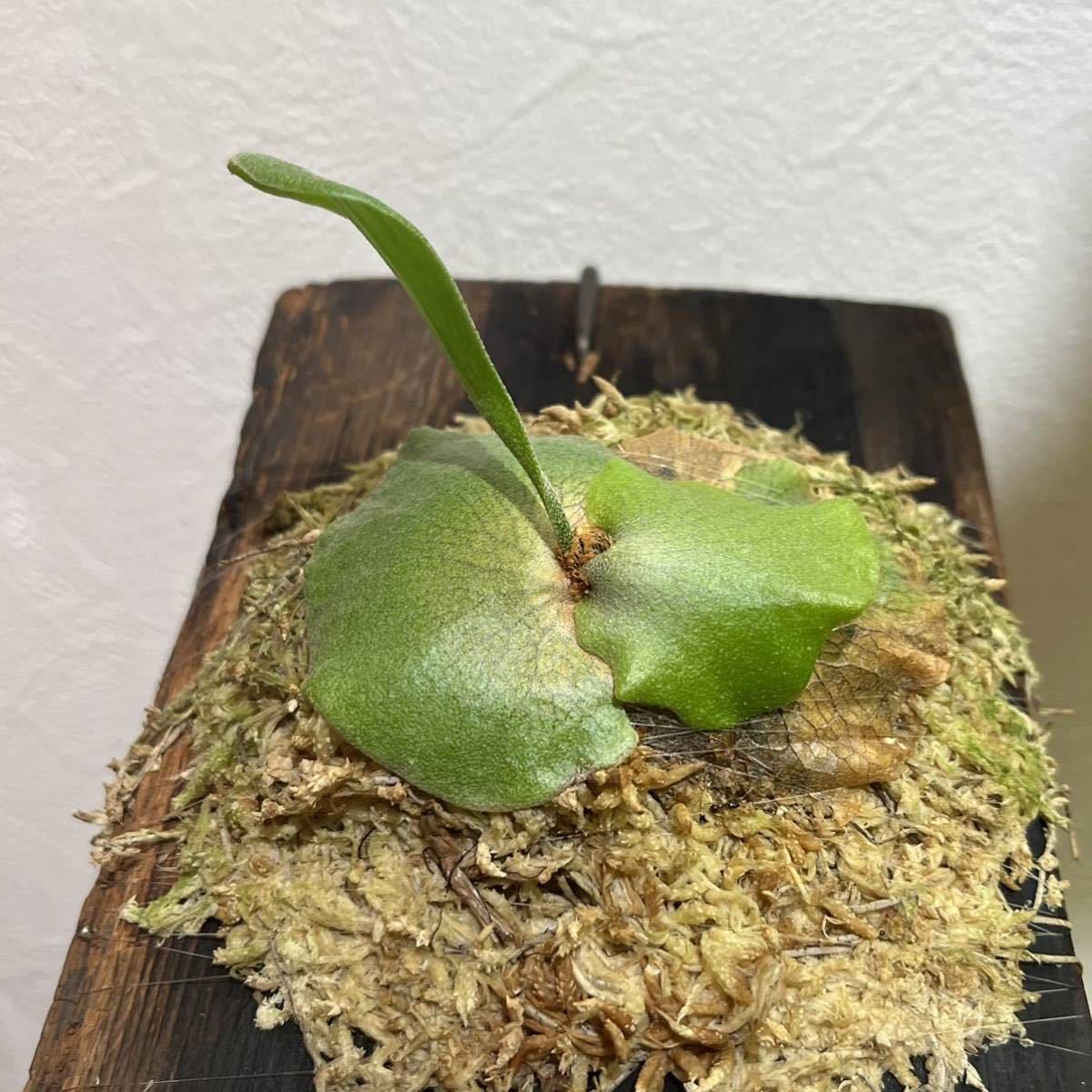 Yahoo!オークション - khunphon ビカクシダ クンポン (yot ♯14) 子株