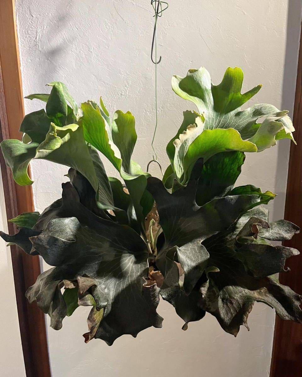 Yahoo!オークション - khunphon ビカクシダ クンポン (yot ♯14) 子株