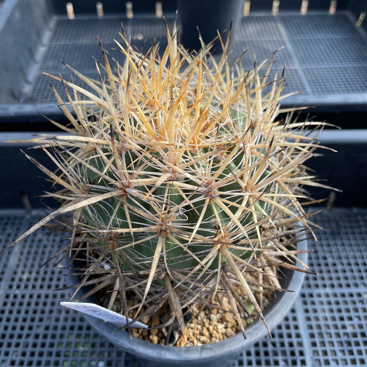 Yahoo!オークション - サボテン フェロカクタス 黄金冠 着払いのみ 4