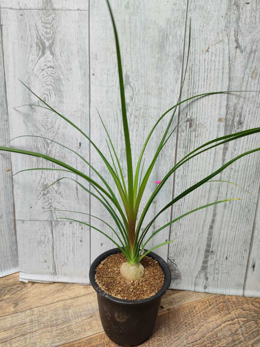 Yahoo!オークション - ノリナ トックリラン ボーカルネア レクルバー