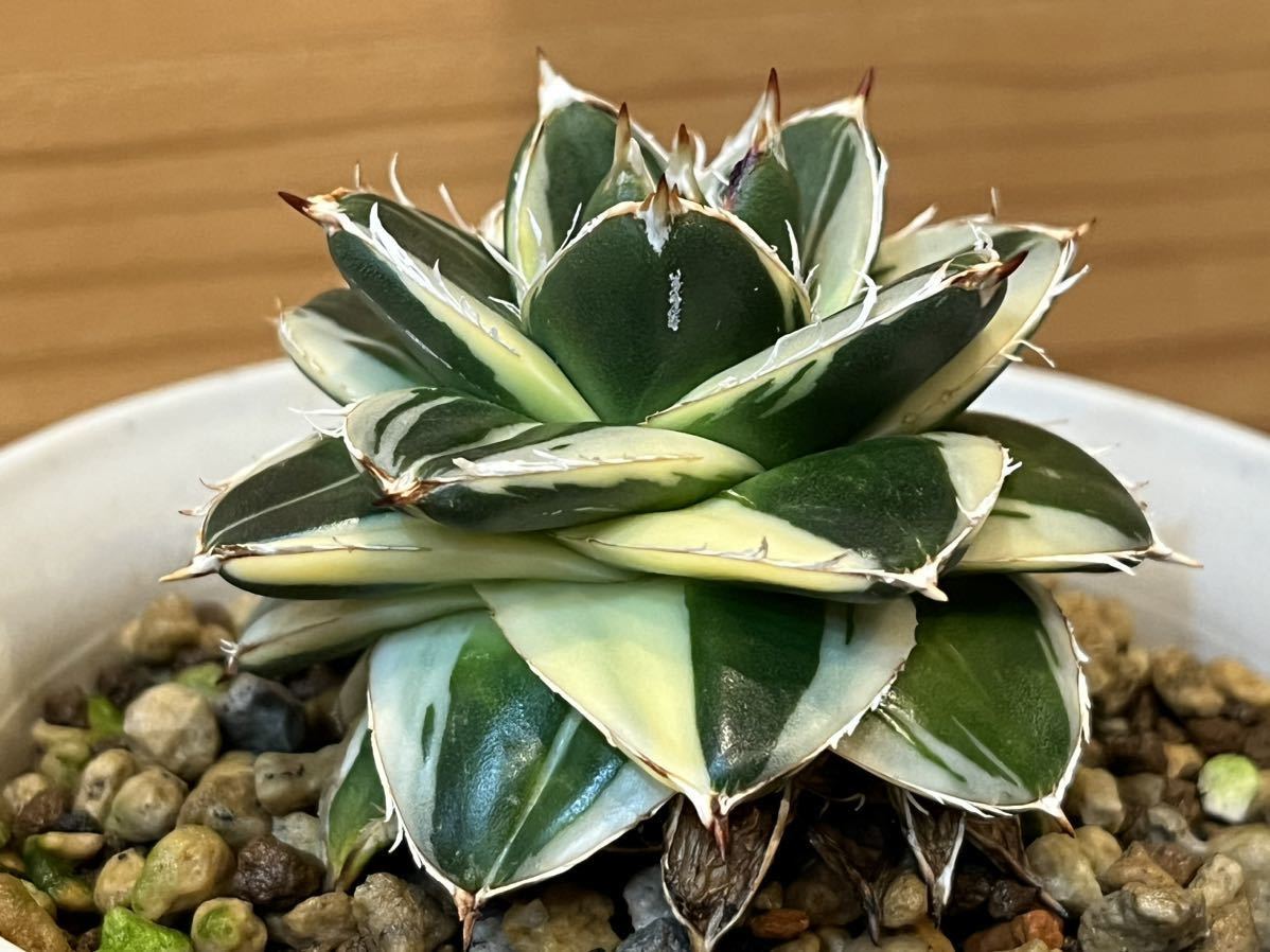 Yahoo!オークション - アガベピンキー 王妃 笹の雪A型白覆輪 Agave fi