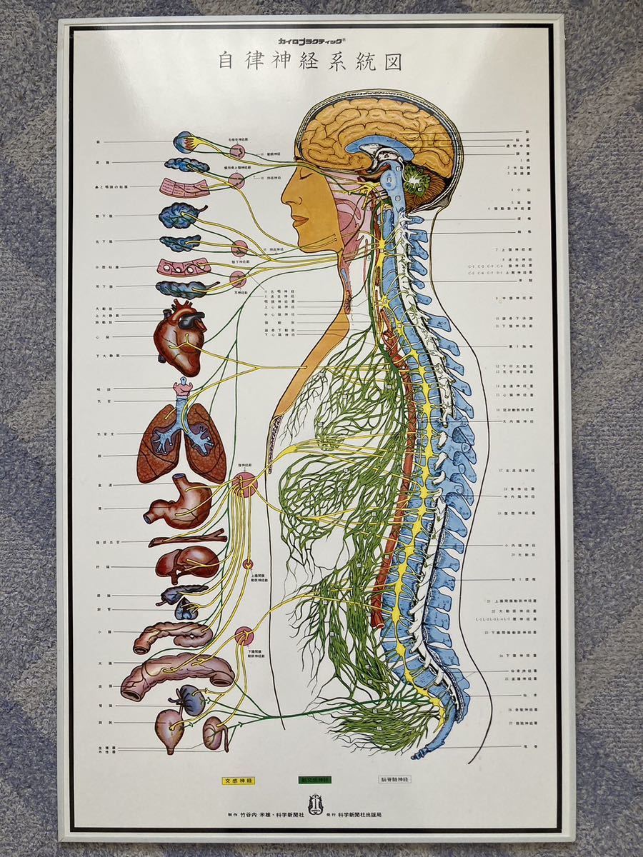 自律神経系統図 人体神経系統図 セット｜Yahoo!フリマ（旧PayPayフリマ）