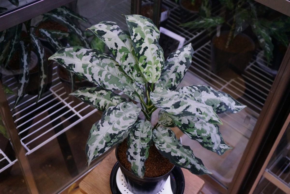 Yahoo!オークション - アグラオネマ ピクタム 柳緑花紅 りゅうりょくか