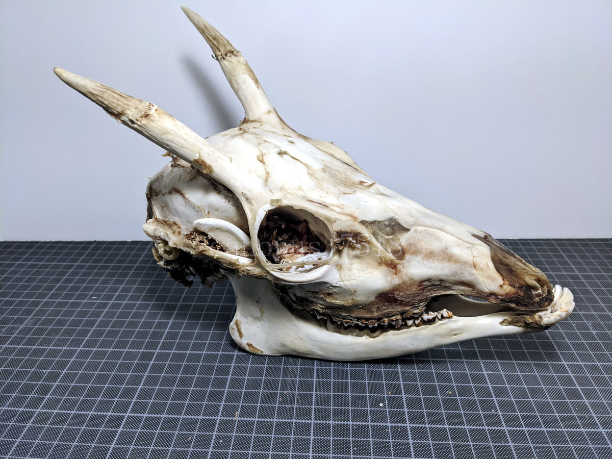 Yahoo!オークション - 【ジャンク7】鹿 骨格標本 頭 20230227オス シ