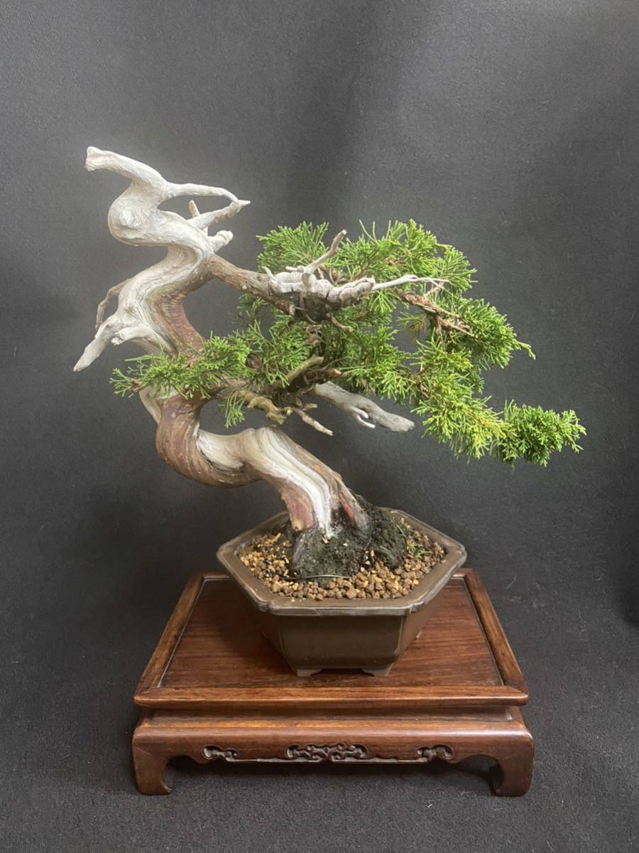 Yahoo!オークション - 真柏・糸魚川真柏・盆栽・素材